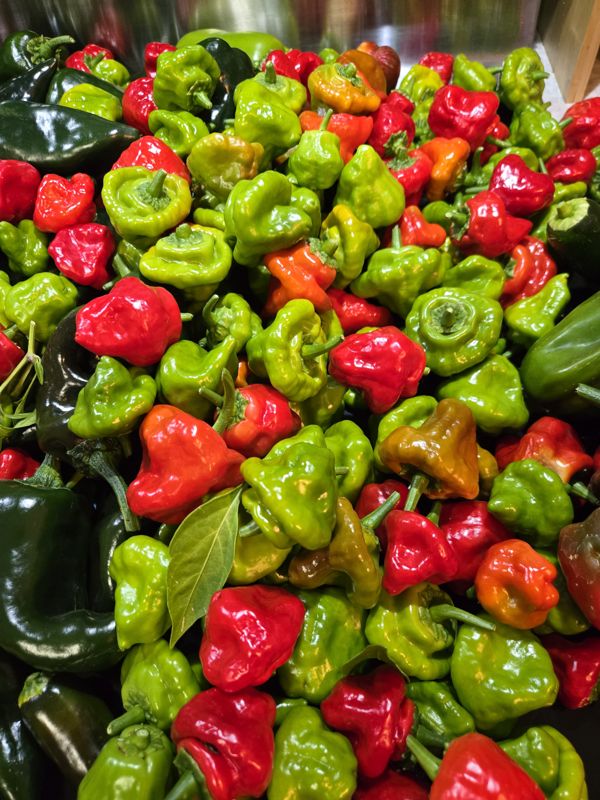 A pile of ripe orange and red Scotch bonnet and habanero peppers