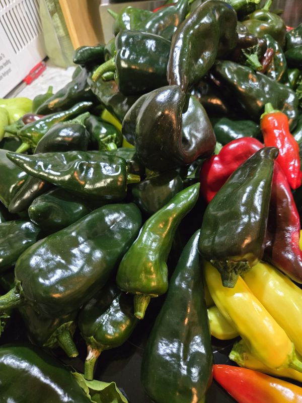 A bowl of freshly picked poblano, habanero, and Scotch bonnet peppers from the October 2026 harvest