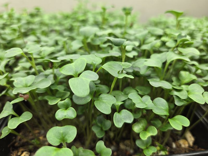 Close-up of rounded green microgreen leaves in a dense tray