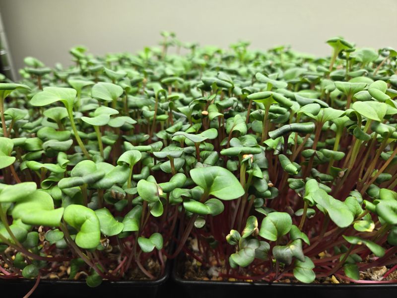 Side view of dense radish microgreens showing red stems beneath green leaves