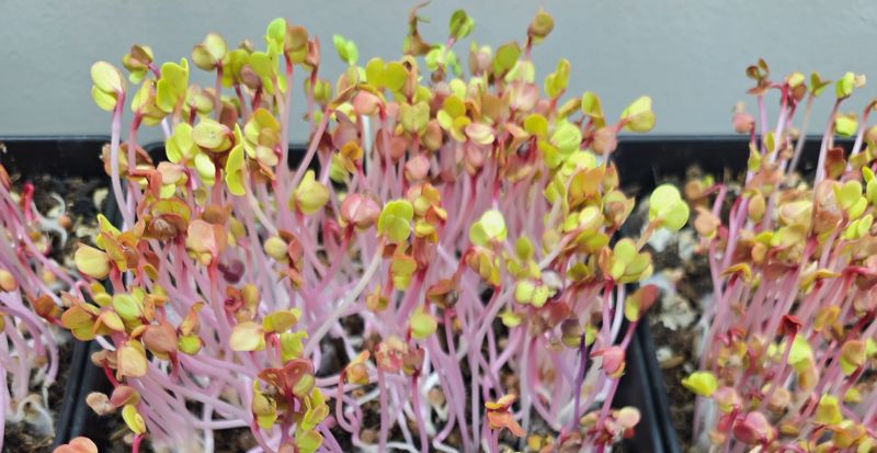 Close-up of radish microgreens with pink stems and small yellow-green and reddish leaves