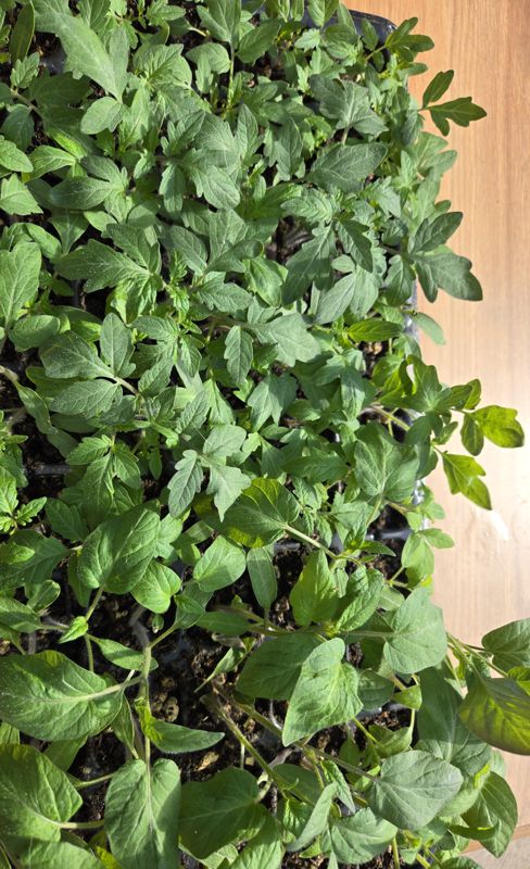 A crowded tray of young tomato seedlings with deep green leaves