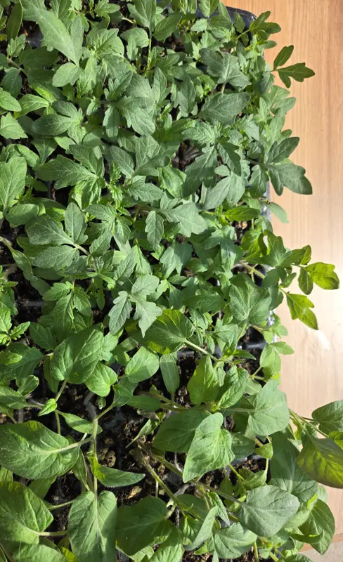 Tomato seedlings