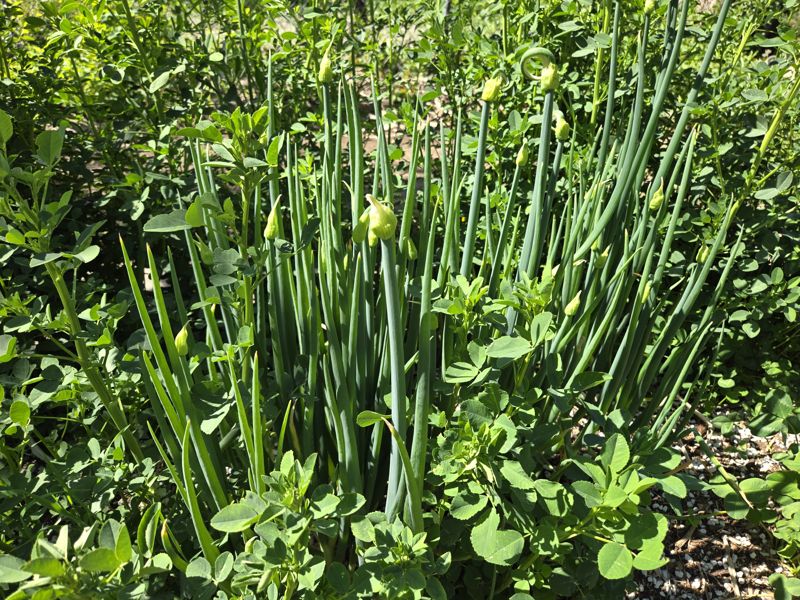 A clump of tall Egyptian walking onions growing among greenery in the garden