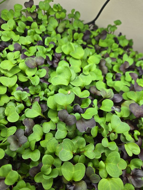 Close-up of a tray of radish microgreens with green and purple leaves