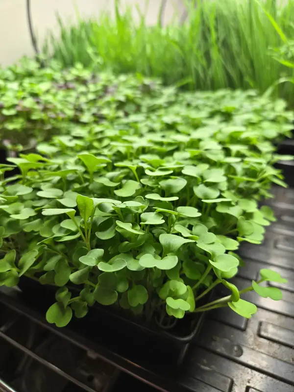 Microgreens close-up
