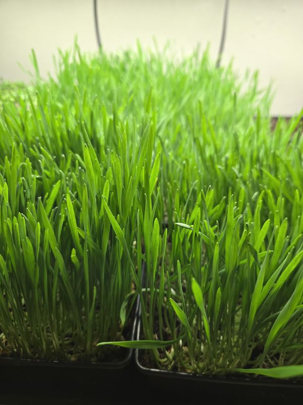 Close-up of a dense tray of bright green wheatgrass