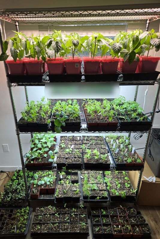 A tall wire rack under grow lights holding potted pepper plants on top and many trays of seedlings below