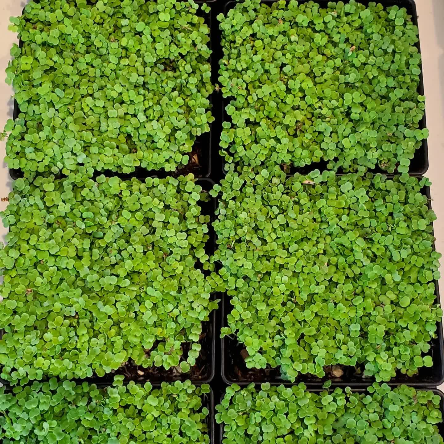 Overhead view of six black trays filled with young arugula microgreens