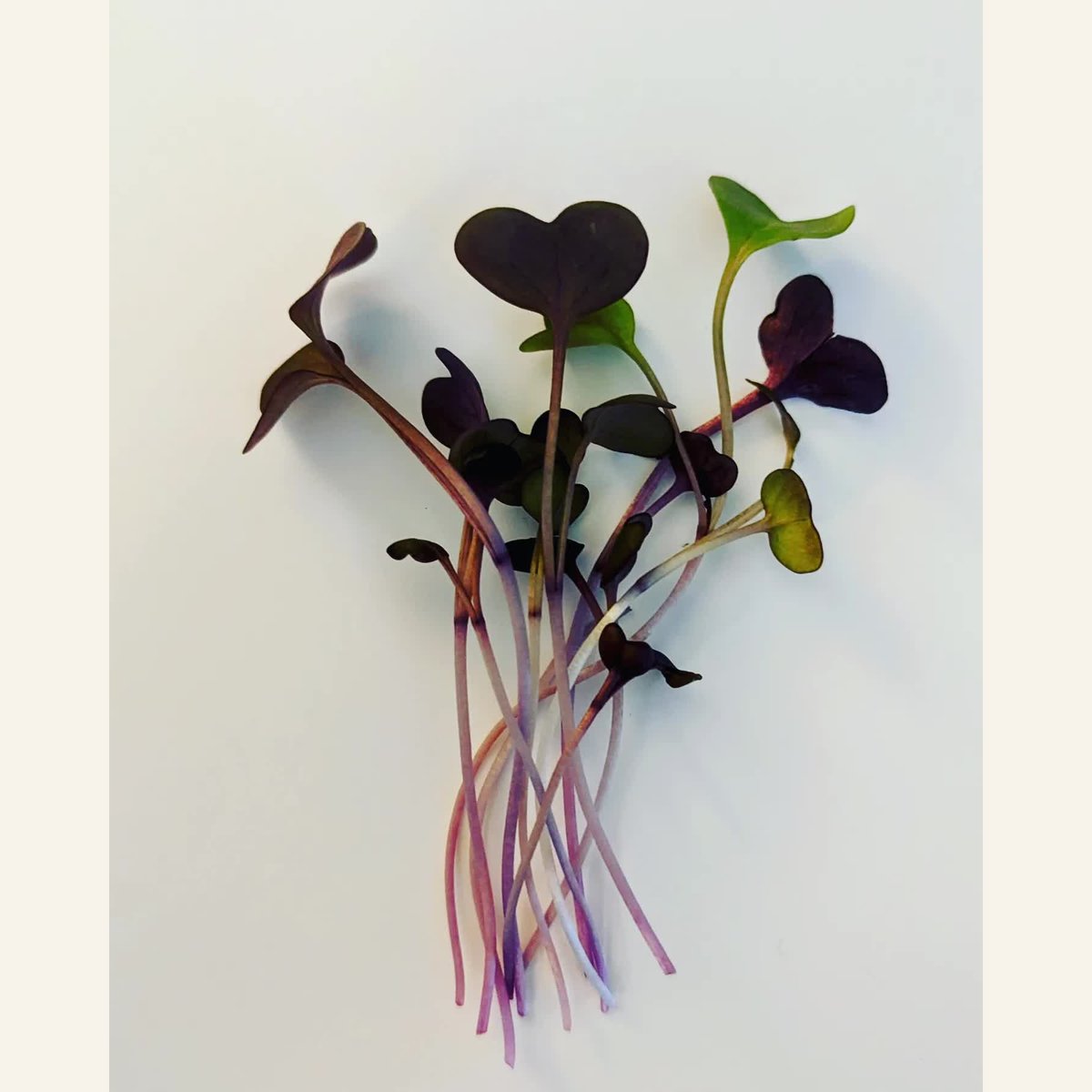 A small bunch of Red Rambo radish microgreens with dark purple, heart-shaped leaves and pink stems on a cream background